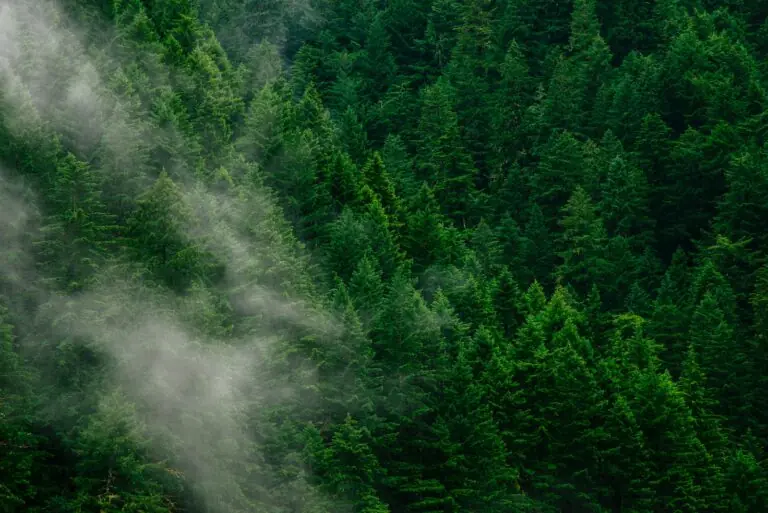 green pine trees during daytime